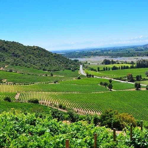 Viñedos y cerros verdes en la Región del Maule